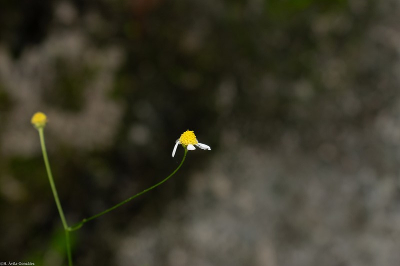 Stenocarpha filiformis photo 8