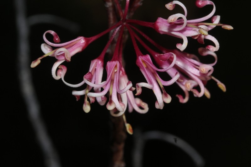Stenocarpus deweae