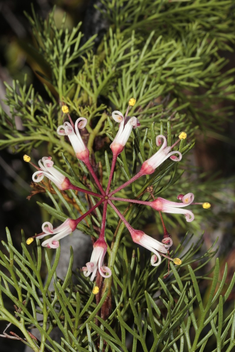 Stenocarpus deweae photo 2