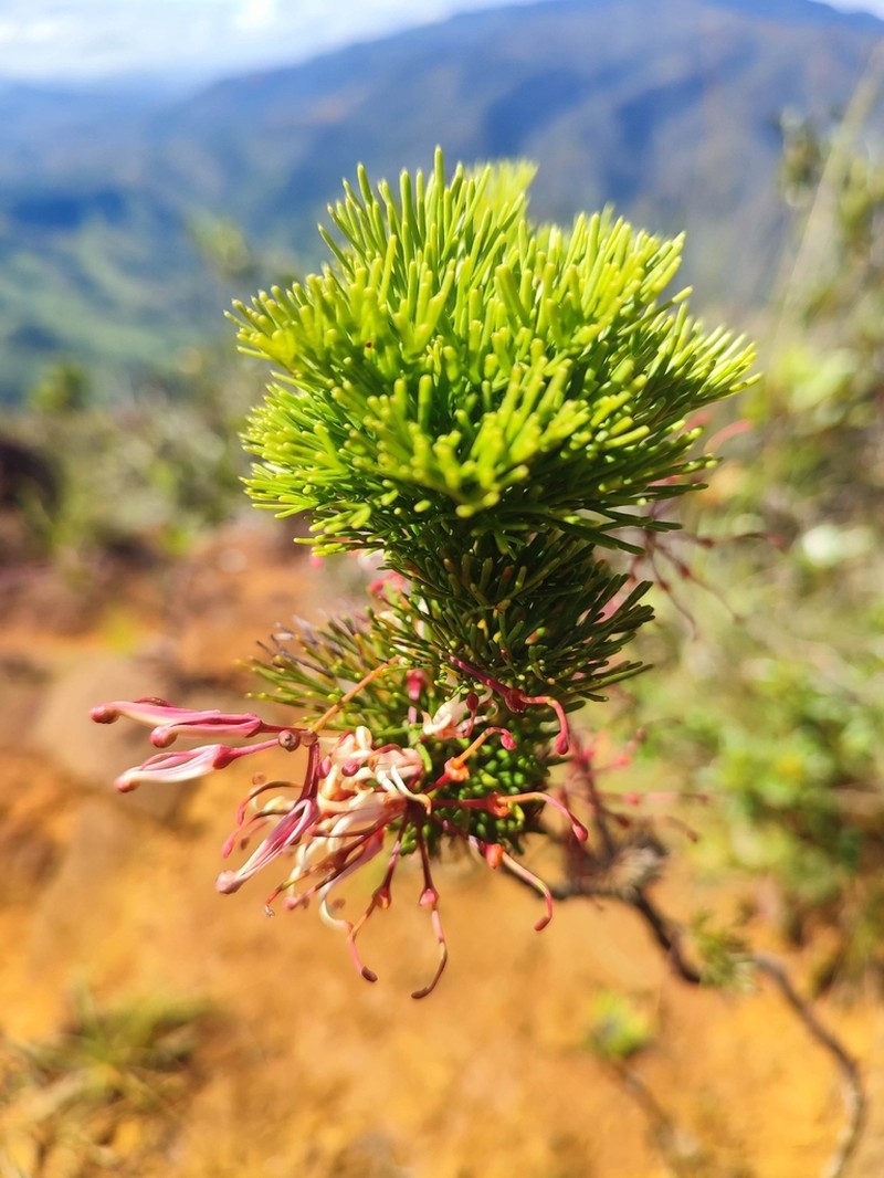 Stenocarpus deweae photo 3
