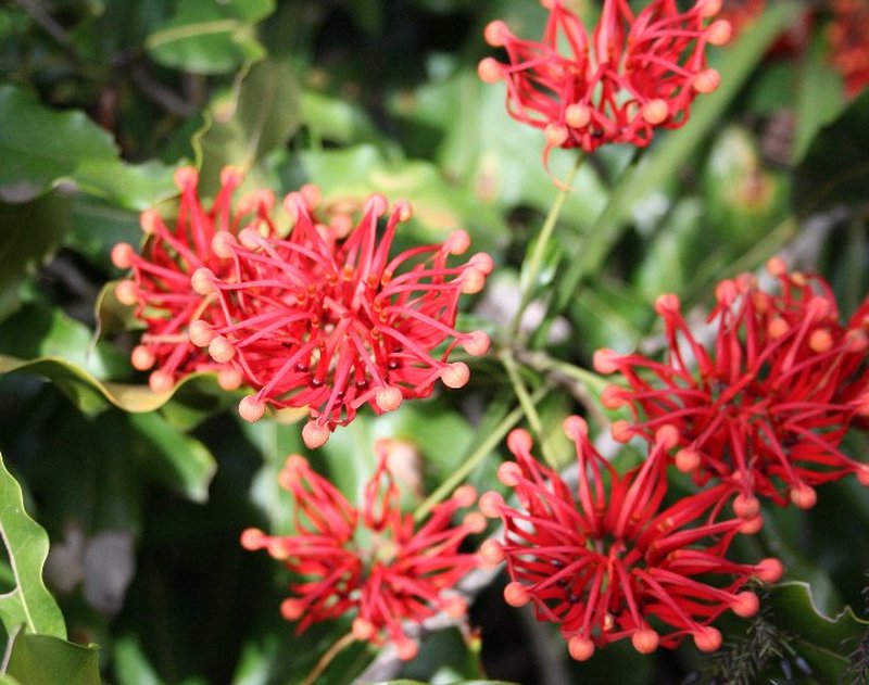 Stenocarpus sinuatus