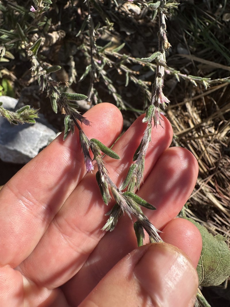 Stenocephalum apiculatum photo 2