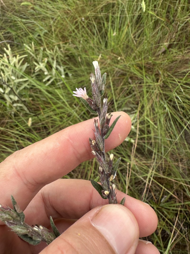 Stenocephalum apiculatum photo 4