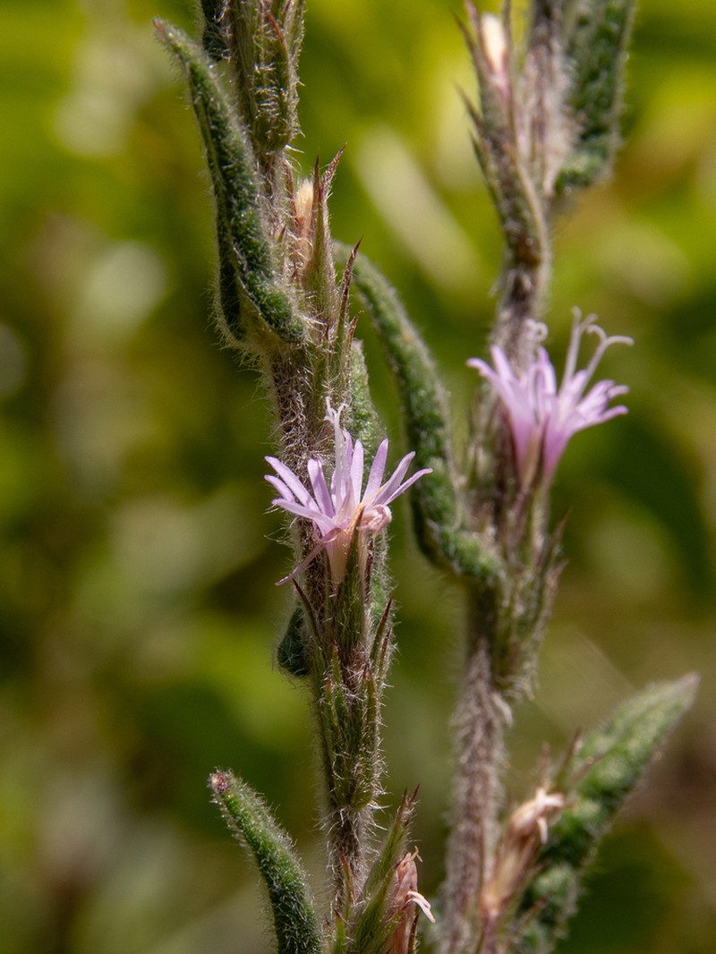 Stenocephalum apiculatum photo 5