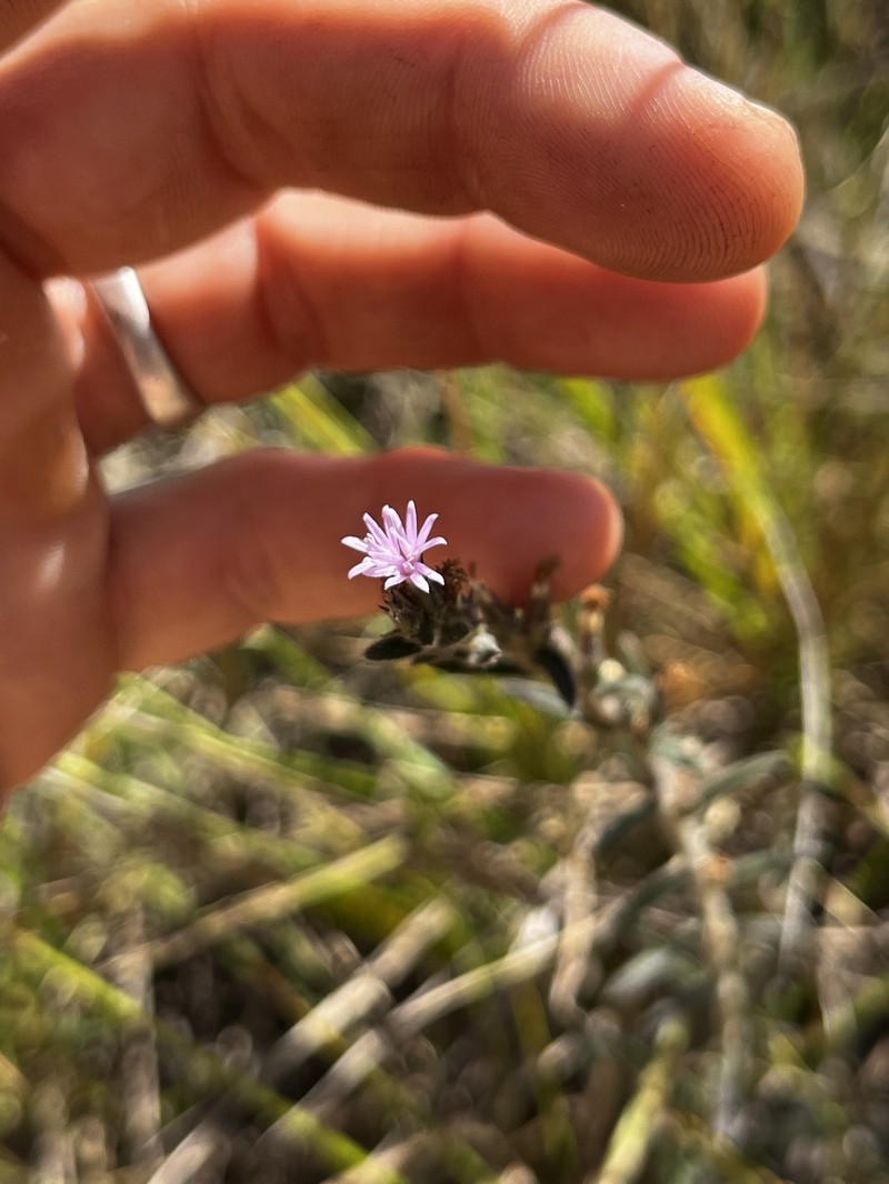 Stenocephalum apiculatum photo 6
