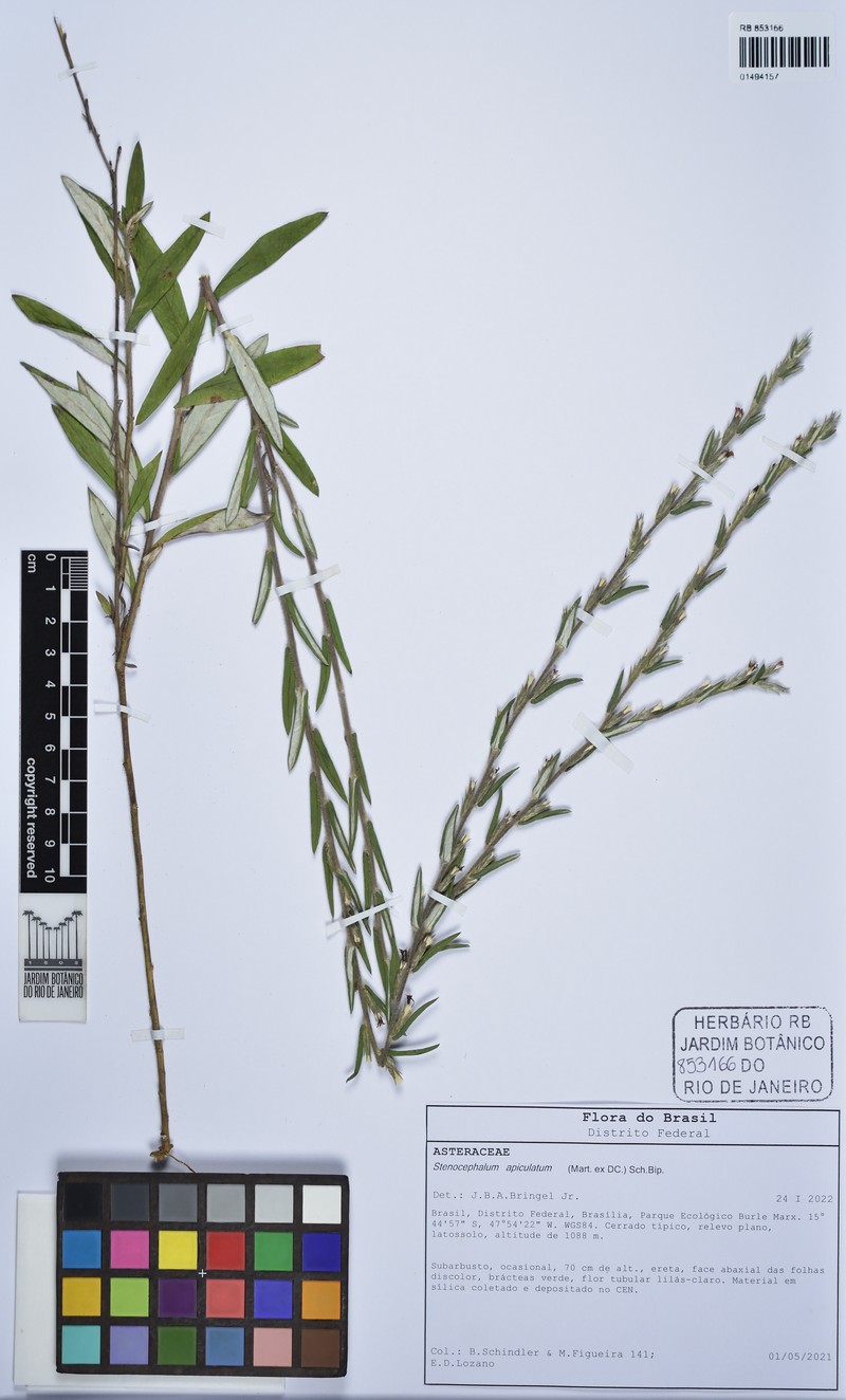 Stenocephalum apiculatum photo 7