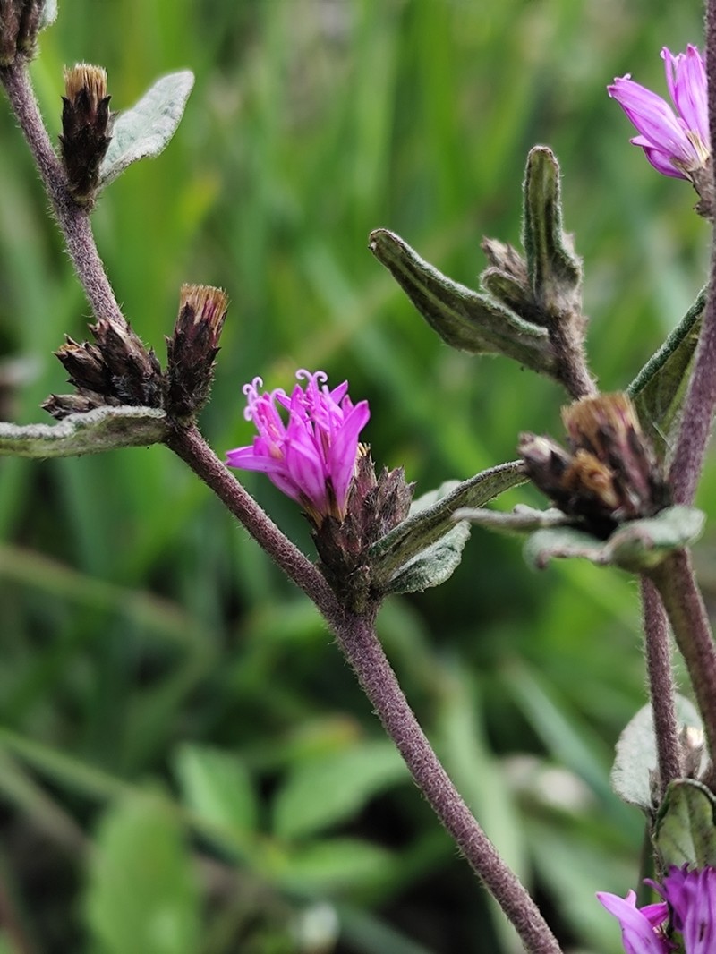 Stenocephalum hexanthum