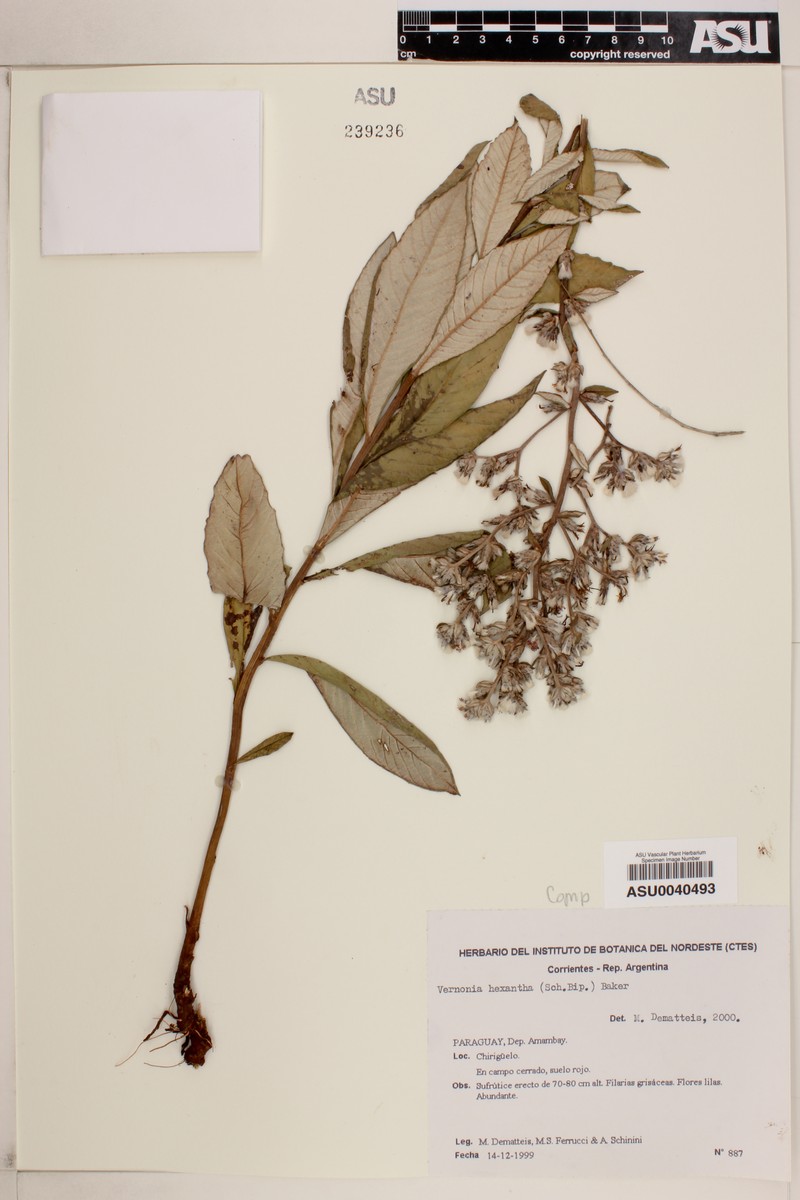 Stenocephalum hexanthum photo 2