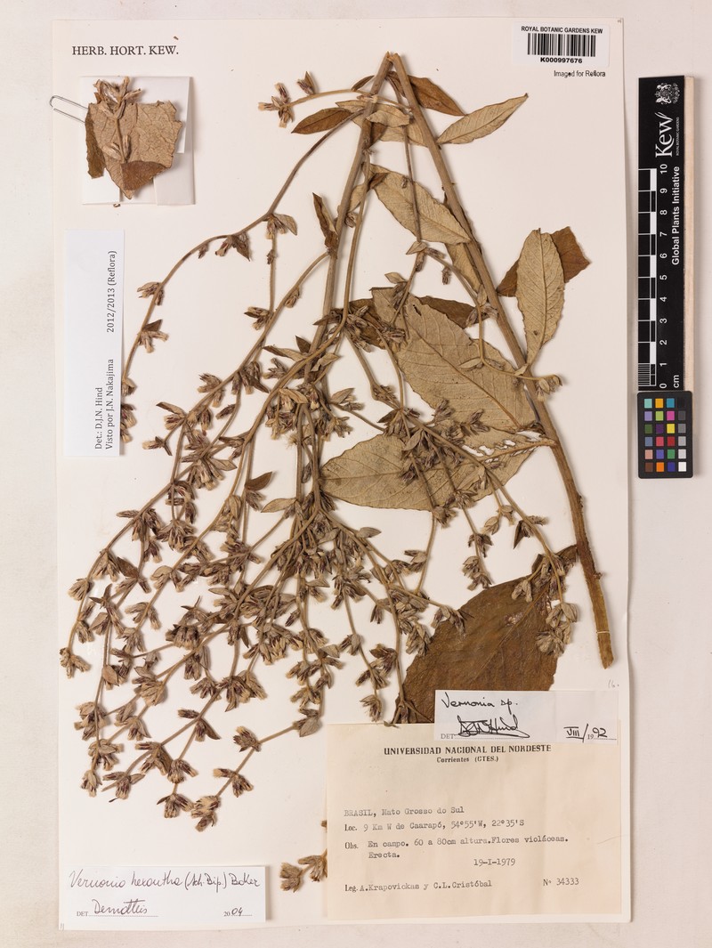 Stenocephalum hexanthum photo 3