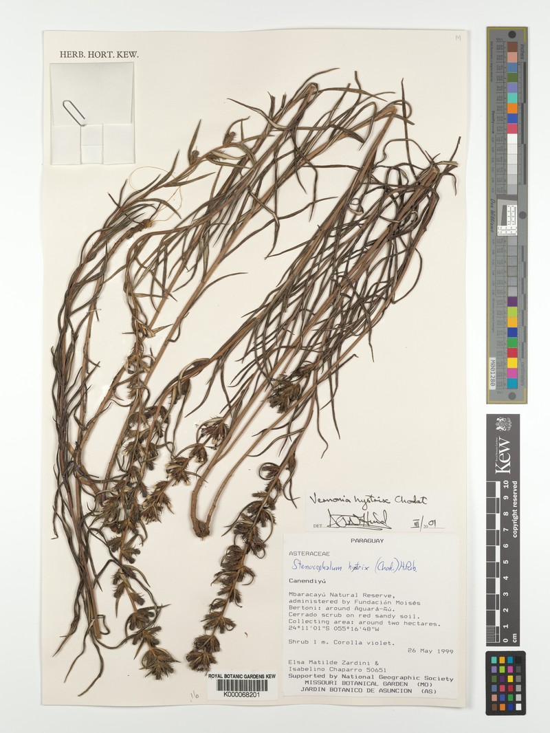 Stenocephalum hystrix