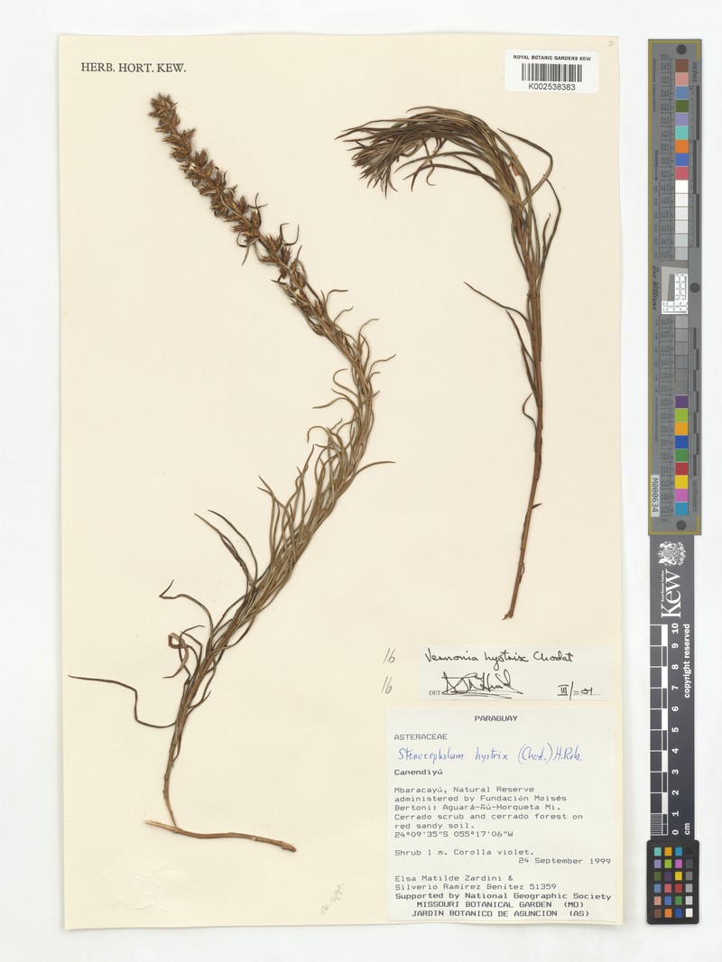 Stenocephalum hystrix photo 2