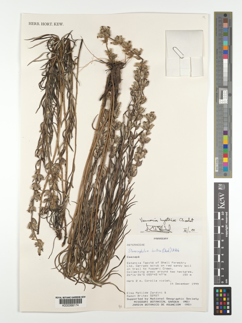 Stenocephalum hystrix photo 3