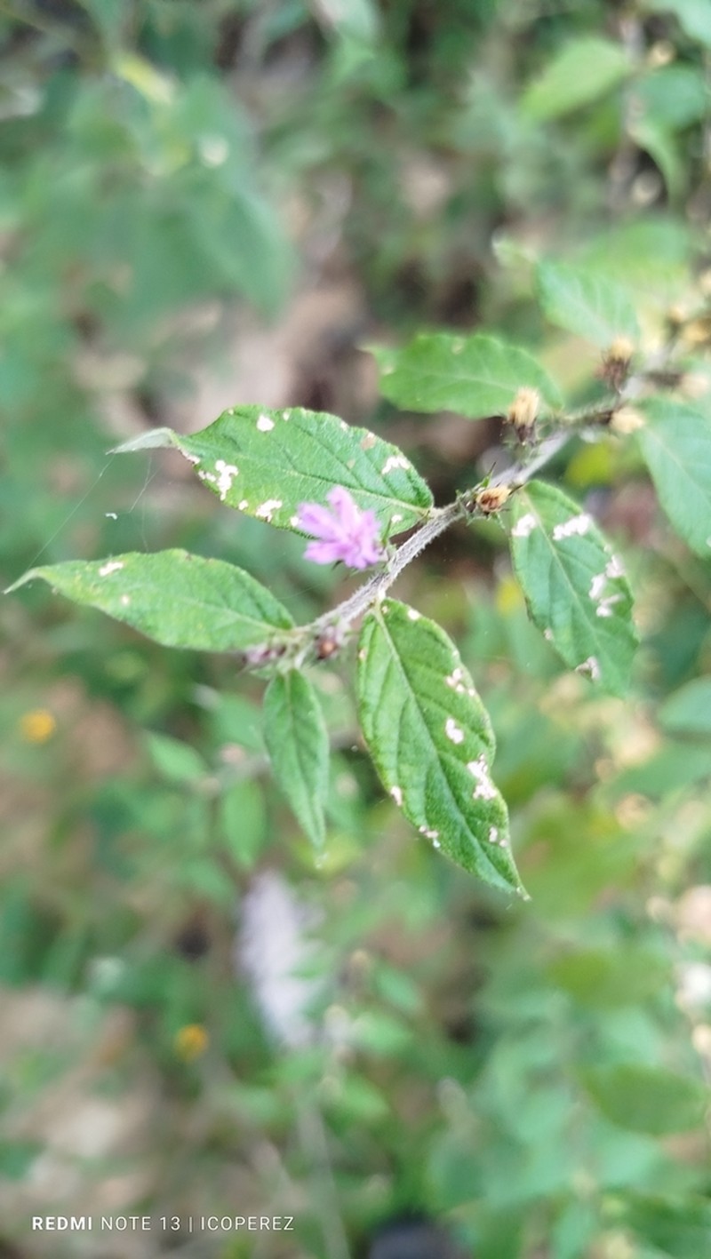 Stenocephalum jucundum photo 2