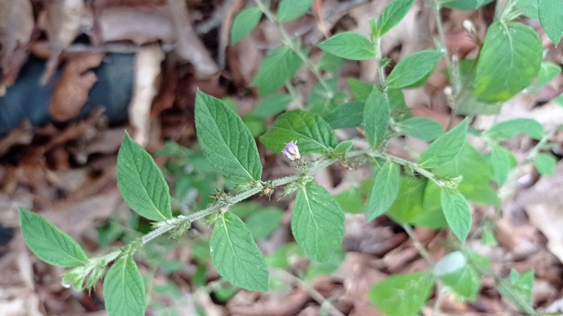 Stenocephalum jucundum photo 5