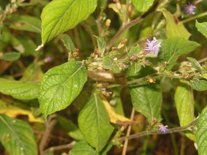 Stenocephalum jucundum photo 6