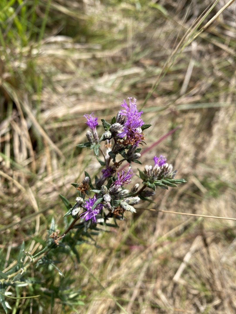 Stenocephalum megapotamicum