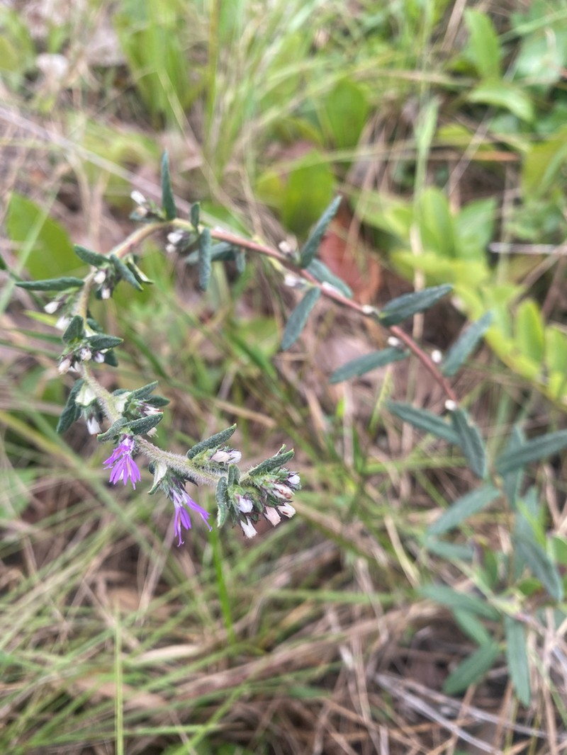 Stenocephalum megapotamicum photo 3