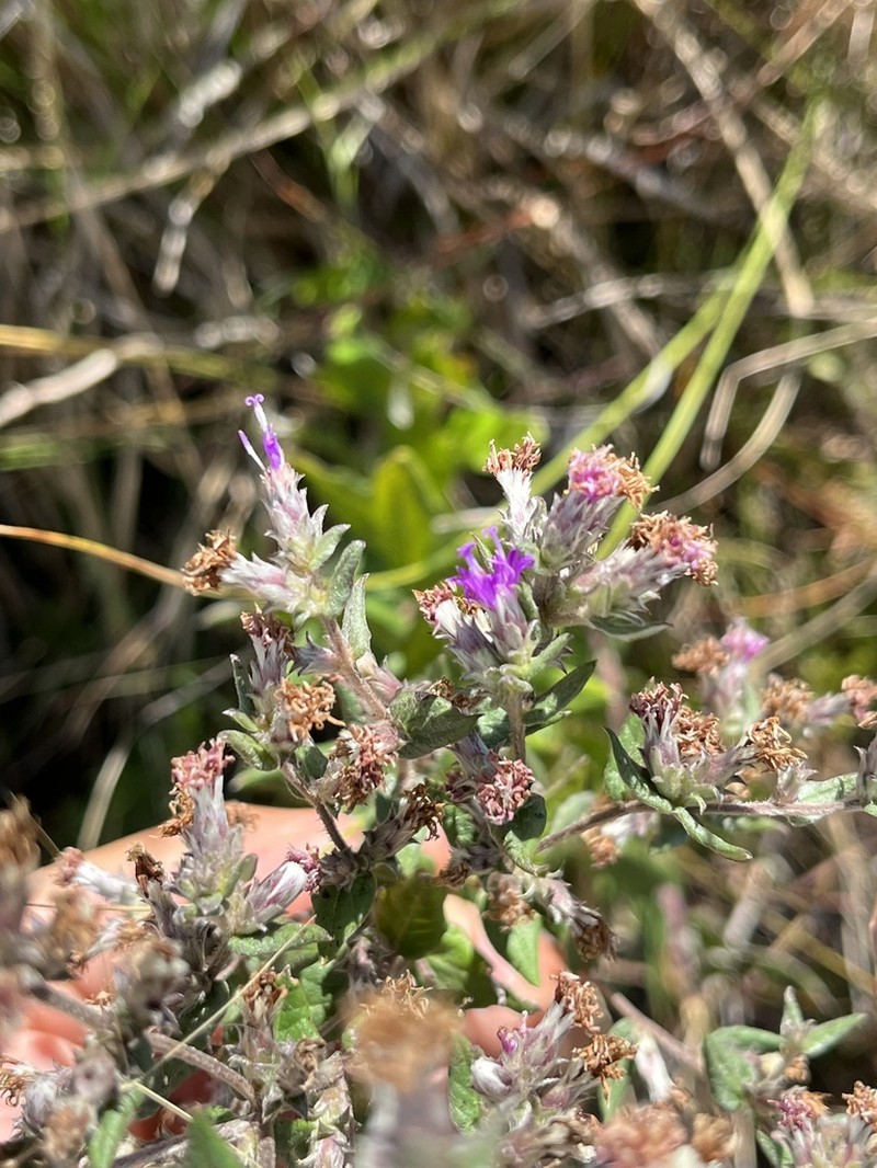 Stenocephalum megapotamicum photo 4