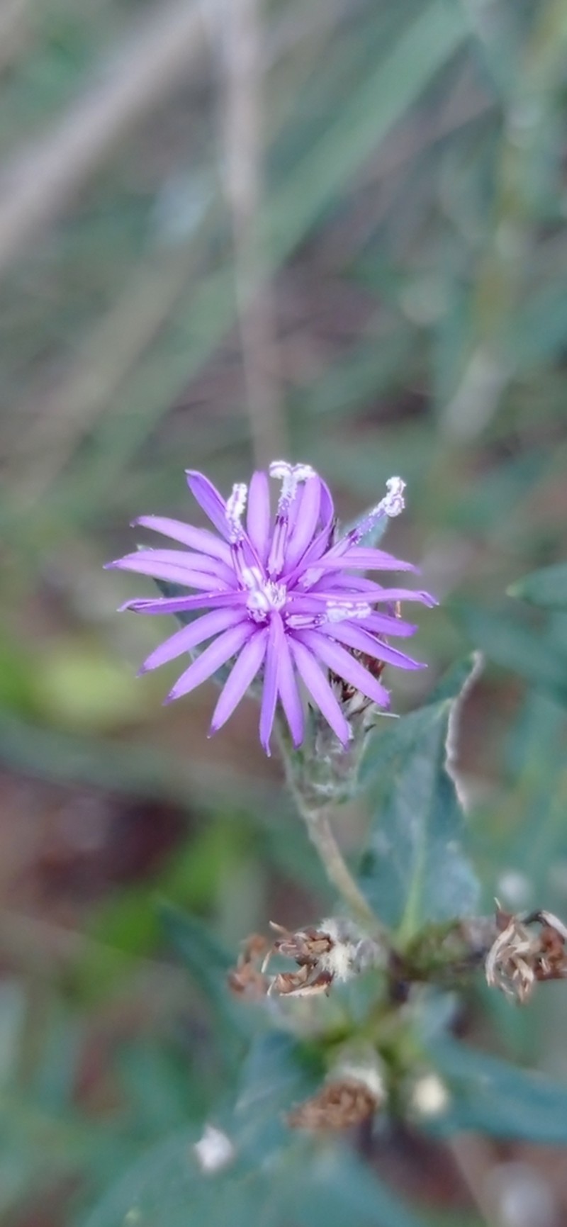 Stenocephalum megapotamicum photo 5