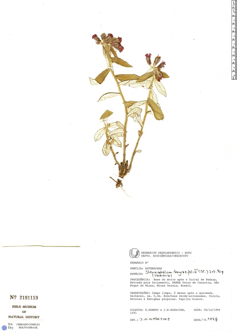 Stenocephalum tragiifolium