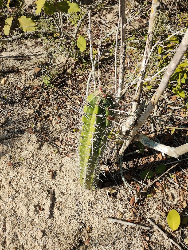 Stenocereus chacalapensis