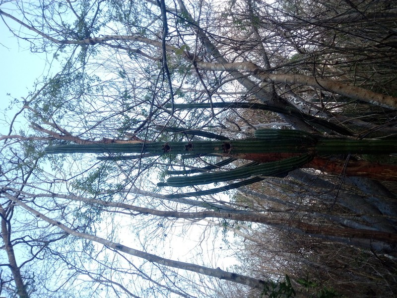 Stenocereus chacalapensis photo 2