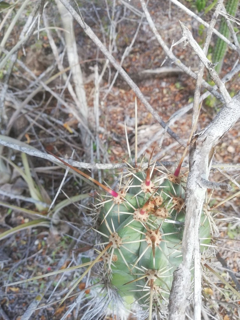 Stenocereus chacalapensis photo 3