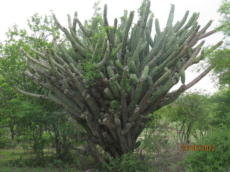 Stenocereus chacalapensis photo 4