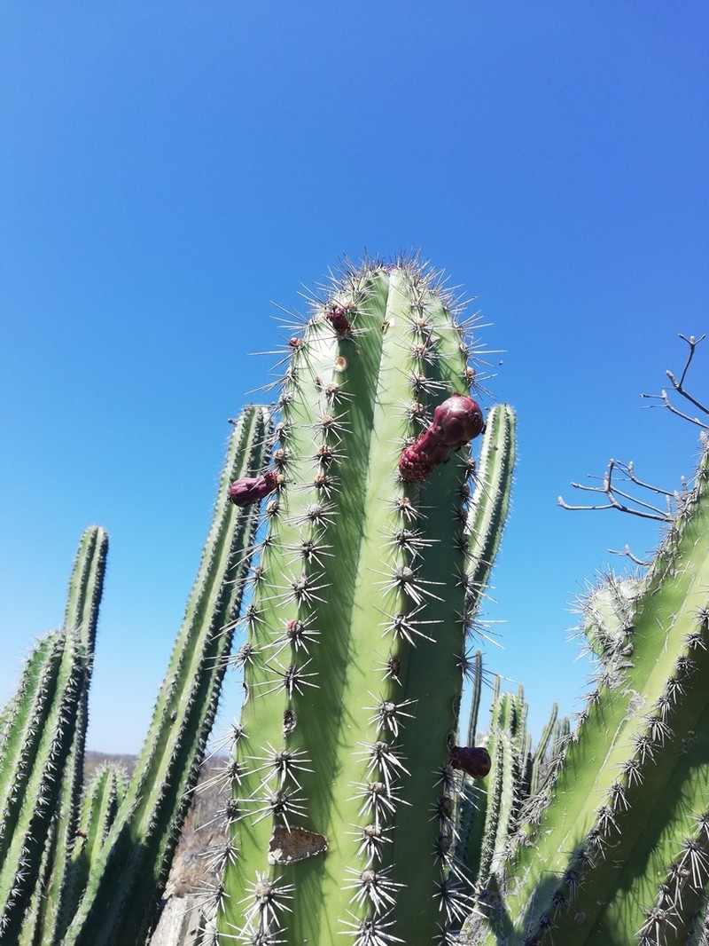 Stenocereus chacalapensis photo 5