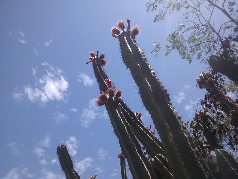 Stenocereus chacalapensis photo 6