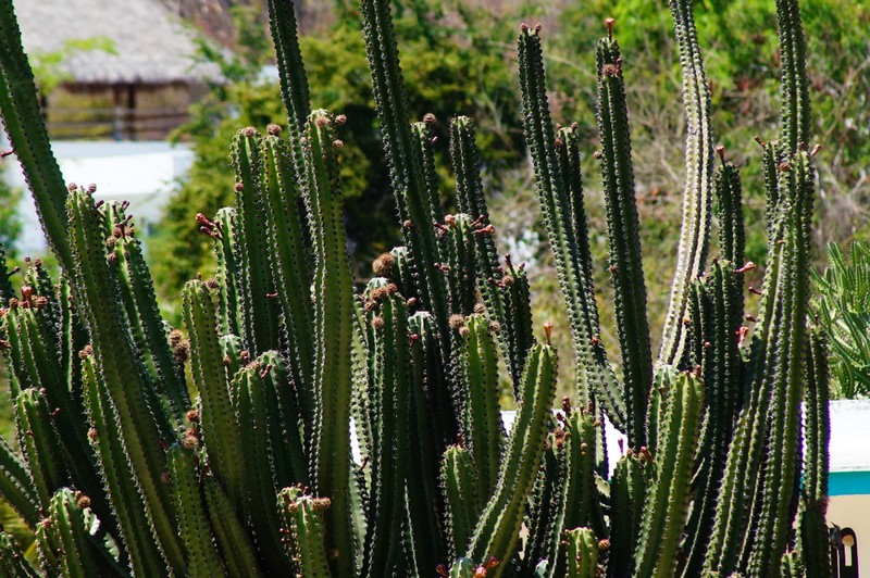 Stenocereus chacalapensis photo 7