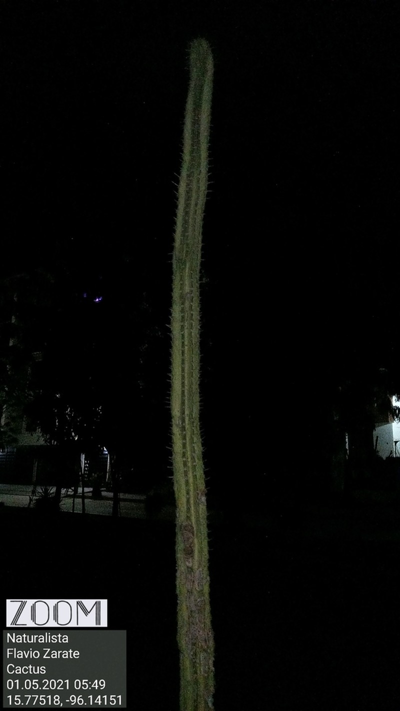 Stenocereus chacalapensis photo 8