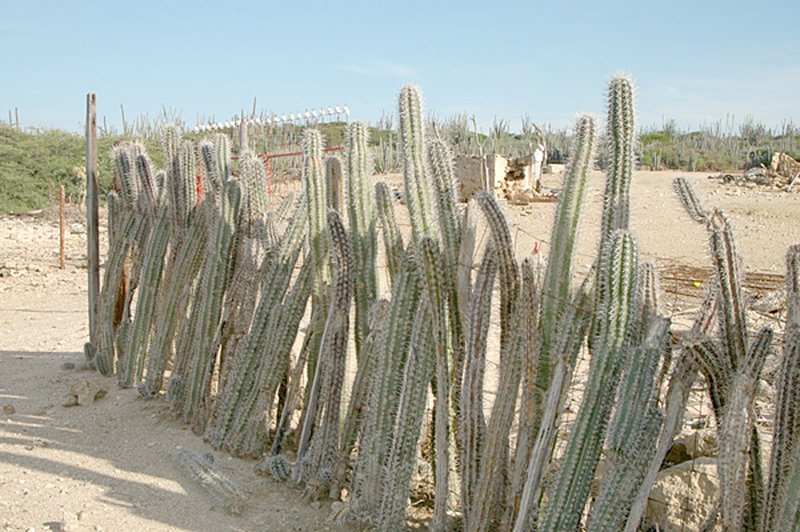 Spanish Stenocereus photo 2
