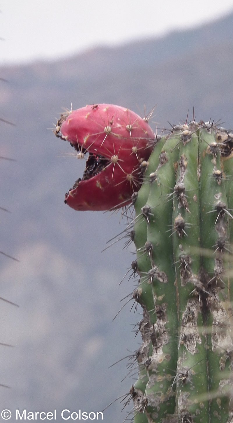 Spanish Stenocereus photo 3