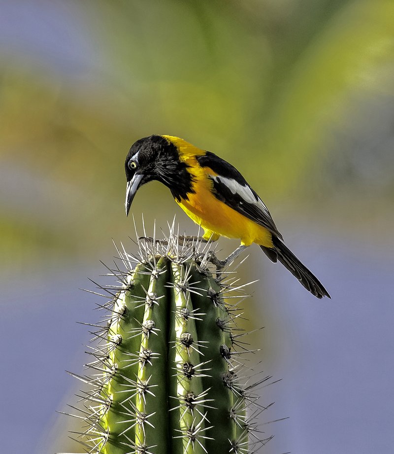 Spanish Stenocereus photo 5