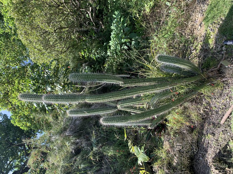 Spanish Stenocereus photo 6