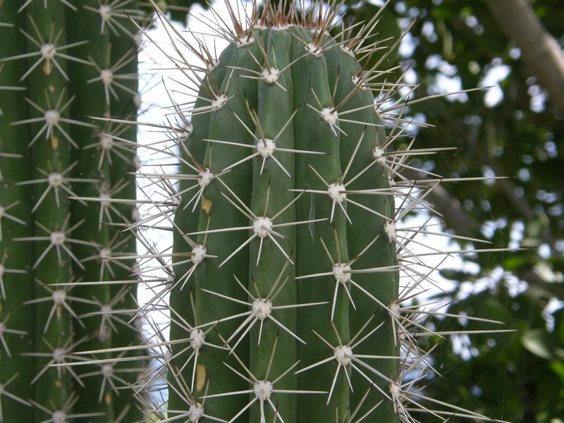 Spanish Stenocereus photo 7