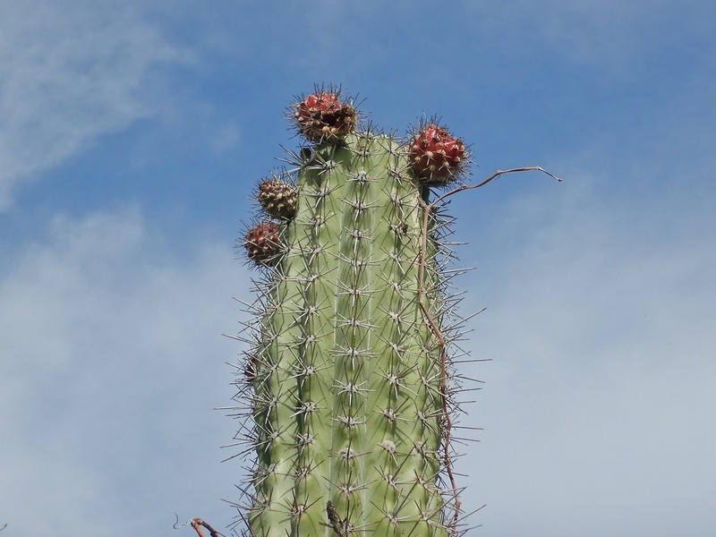Spanish Stenocereus photo 3