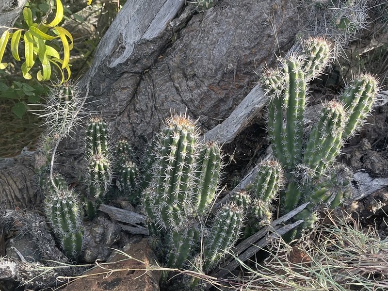 Spanish Stenocereus photo 4