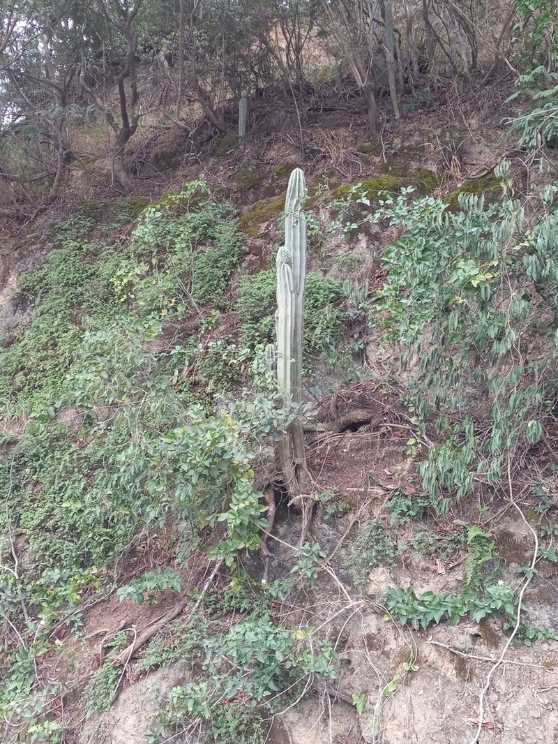 Spanish Stenocereus photo 5