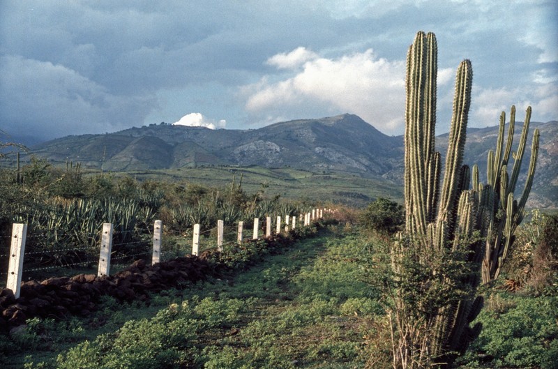 Spanish Stenocereus photo 6