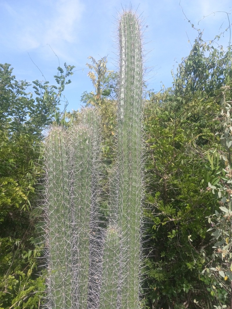 Spanish Stenocereus photo 8