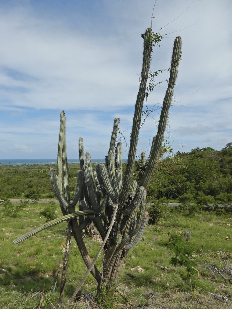 Spanish Stenocereus photo 9