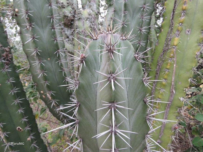 Stenocereus huastecorum photo 6
