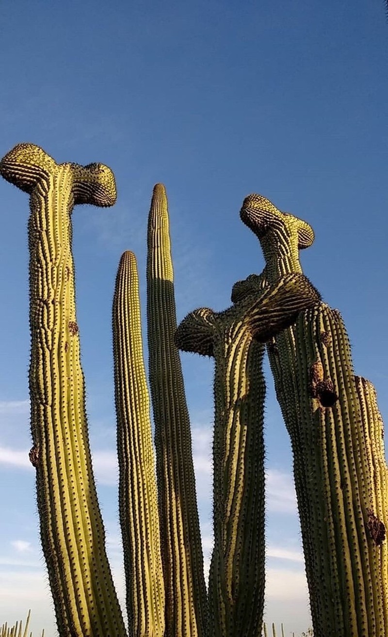 Organpipe Cactus photo 4