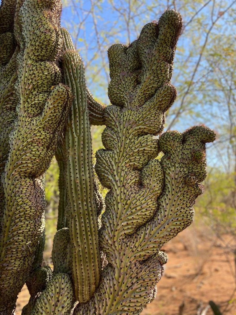 Organpipe Cactus photo 5