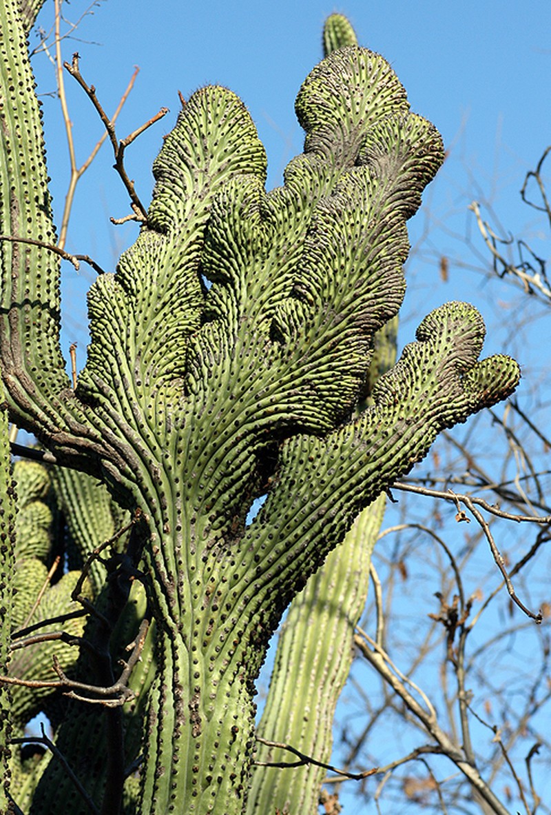 Organpipe Cactus photo 6