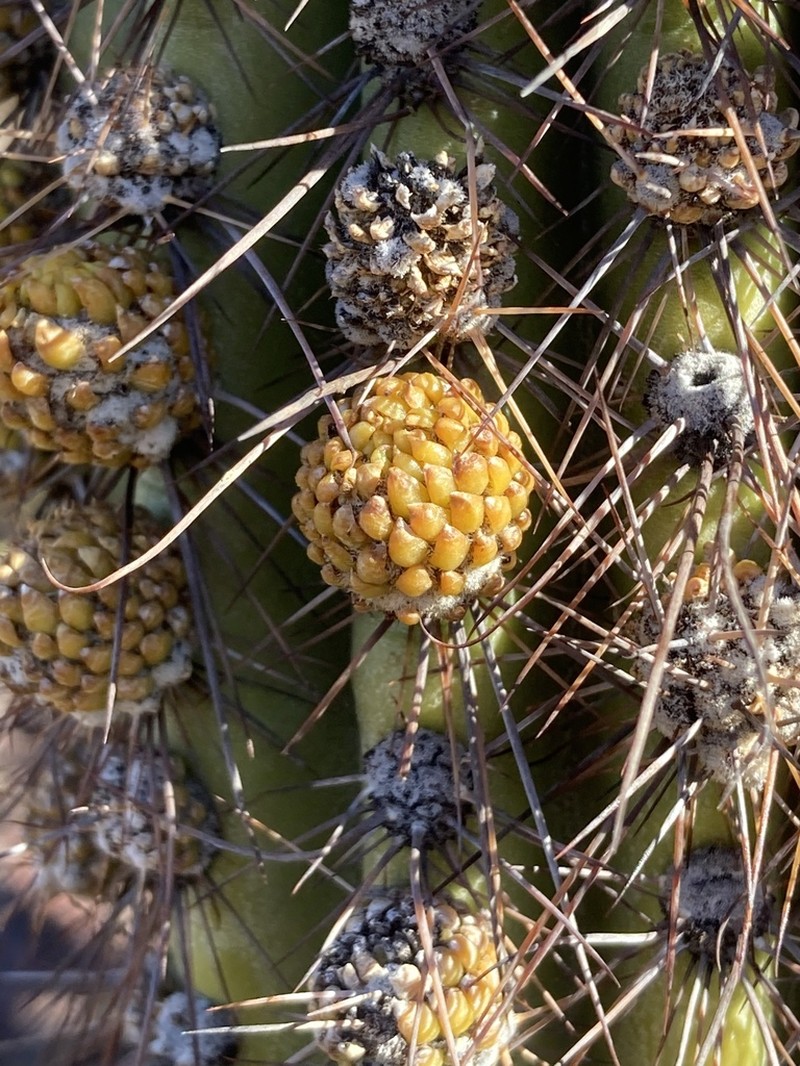 Organpipe Cactus photo 7