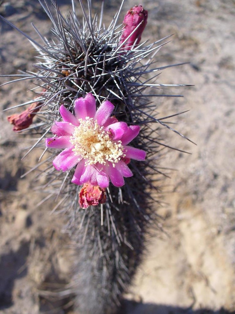 Organpipe Cactus photo 8