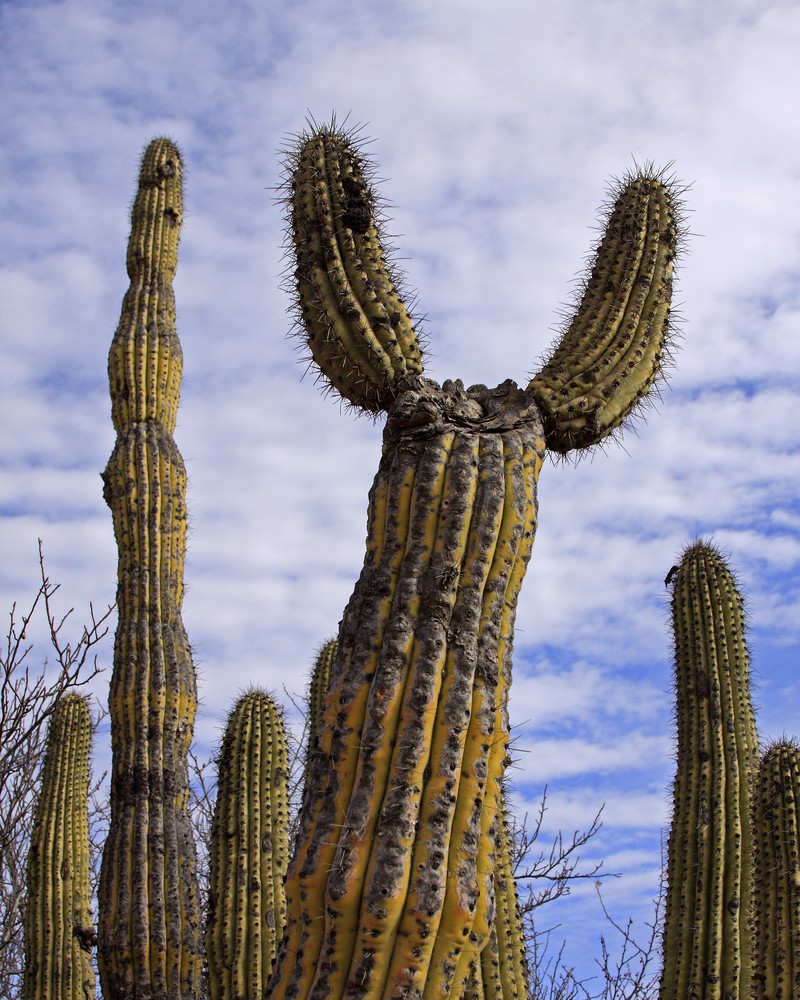 Organpipe Cactus photo 2